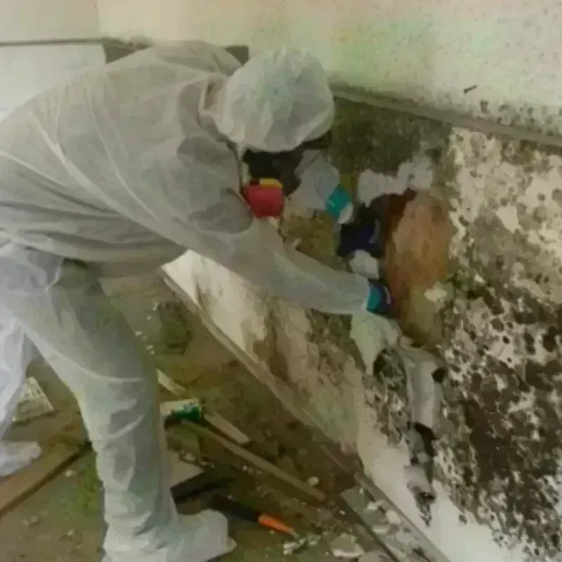 Mold Remediation and Removal in Rushmere, VA